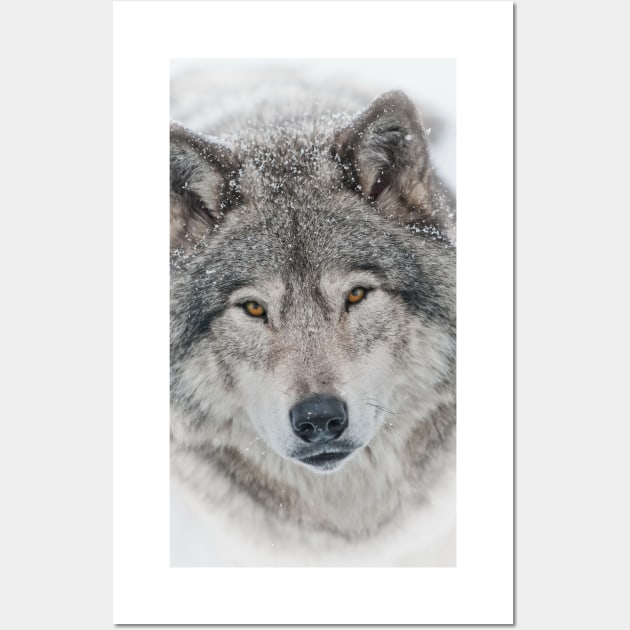 Timber Wolf Wall Art by jaydee1400